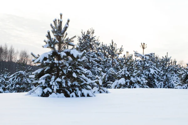 Beautiful Winter Landscape Fir Trees Covered Snow — Stock Photo, Image