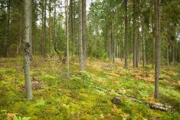 Arbres Poussant Dans Une Forêt Dense Verte — Photo