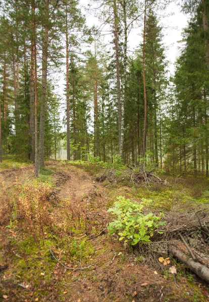 Yoğun Bir Iğne Yapraklı Orman Yoluna — Stok fotoğraf