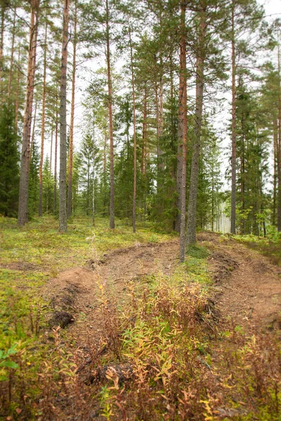Path Coniferous Forest — Stock Photo, Image