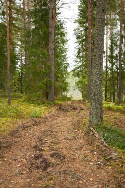 Yoğun bir iğne yapraklı orman yoluna