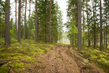 Bir iğne yapraklı orman yoluna