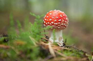 Büyüyen bir iğne yapraklı ağaç - portre vurdu agaric sinek