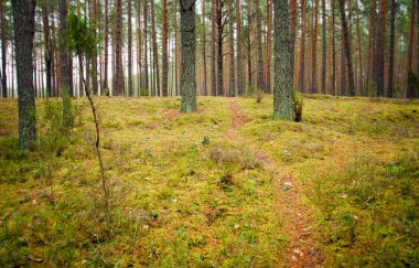 Bir iğne yapraklı orman yoluna