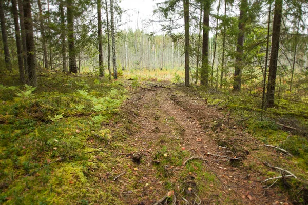 Path Dense Coniferous Wood — Stock Photo, Image