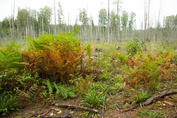 Paysage Naturel Forêt Verte — Photo