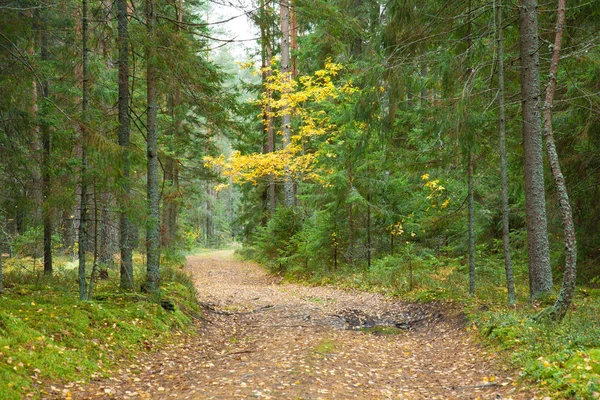Path Beautiful Early Autumn Forest — Stock Photo, Image