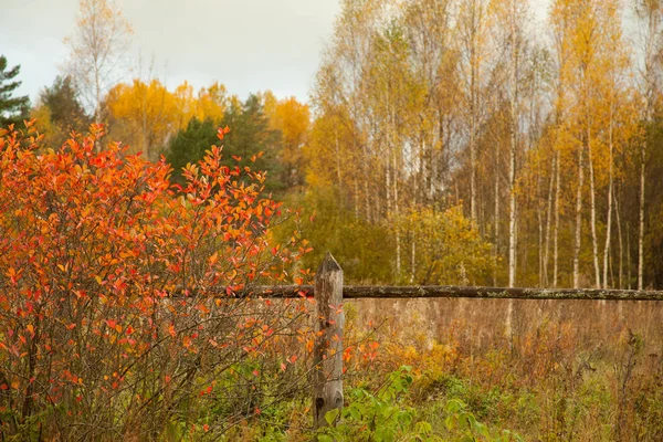 Güzellik Sonbahar Renk Parlak Erken Sonbahar Kırsal Peyzaj — Stok fotoğraf