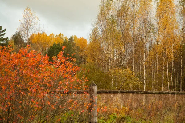 Bellezza Dei Colori Autunnali Luminoso Paesaggio Rurale Inizio Autunno — Foto Stock