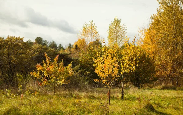 Beleza Cores Outono Árvores Verdes Amarelas Brilhantes Que Crescem Jardim — Fotografia de Stock