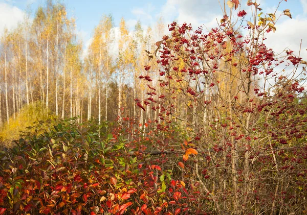 Bellissimo Paesaggio Autunnale Soleggiato Nella Zona Rurale — Foto Stock