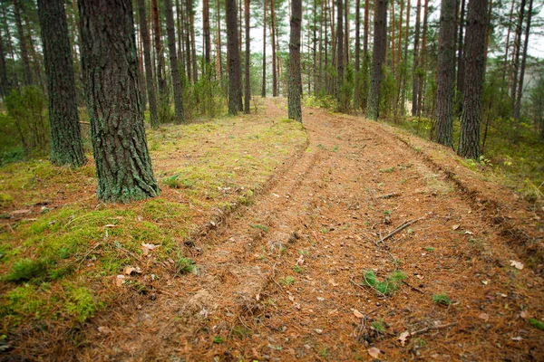 Path Coniferous Wood — Stock Photo, Image