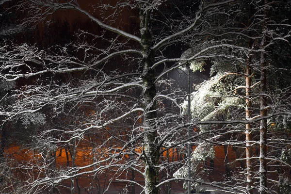 Hermoso Parque Invierno Nevado Por Noche —  Fotos de Stock