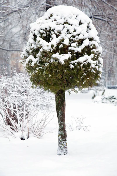 Zbliżenie Drzewa Pokryte Śniegiem Winter Park — Zdjęcie stockowe