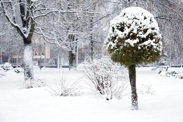 Winterpark Bedekt Met Verse Sneeuw — Stockfoto