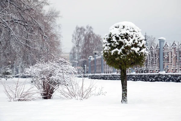 City Park Covered Fresh Snow Beautiful Winter Landscape — Stock Photo, Image