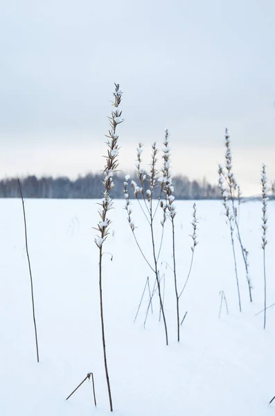 Paysage Hivernal Épillets Gelés Dans Champ Recouvert Neige — Photo