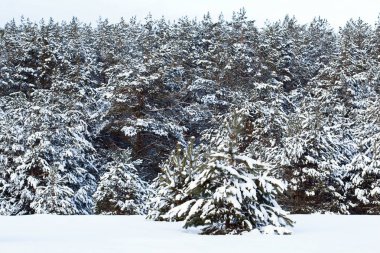 Kış manzarası - karla kaplı çam ağaçları