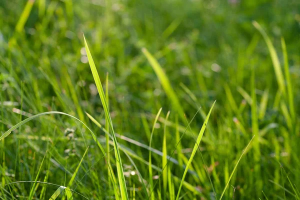 Fresh Green Grass Closup Shoot — Stock Photo, Image