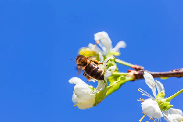 Bee Apple Blossom Closeup Beautiful Spring Apple Tree Blue Sky — Stock Photo, Image