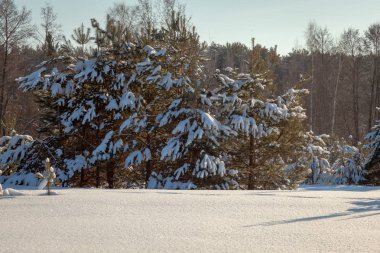 Kış orman manzarası, güneş ışığı
