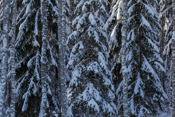 Paesaggio Forestale Invernale Luce Del Sole — Foto Stock