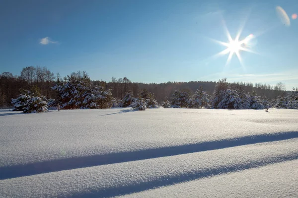 Skog Vinterlandskap Solljus — Stockfoto