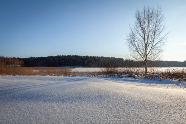 Winter Boslandschap Zonlicht — Stockfoto