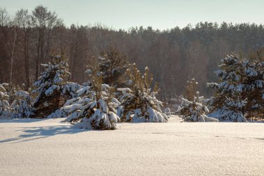 Kış güneşli orman manzarası