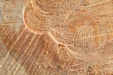 taze kesilmiş ağaç gövdesi