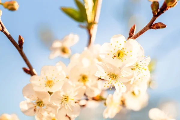 Schoonheid van de lente: Close-up van bloeiende pruimenboom — Stockfoto