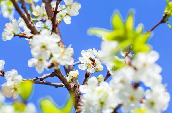 Bee op apple blossom; Close-up van een mooie lente appelboom een — Stockfoto