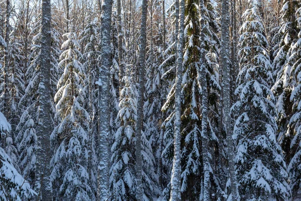 Winter sonnige Waldlandschaft — Stockfoto