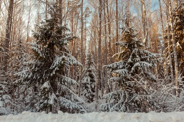 Invierno bosque soleado paisaje —  Fotos de Stock