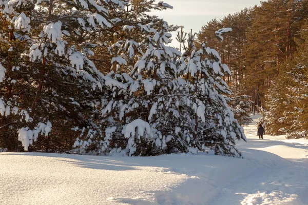 Bosque de invierno paisaje —  Fotos de Stock