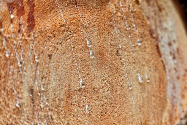 Čerstvě řezané kmen stromu — Stock fotografie
