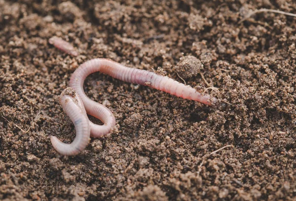 Gusano de tierra en el suelo - plano de primer plano - Imagen — Foto de Stock