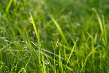 Taze yeşil çimen, closup ateş.