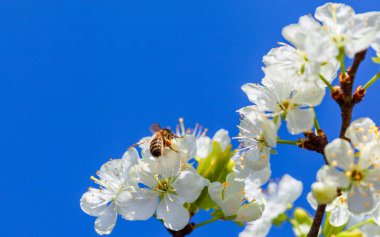 Elma çiçeği üzerinde arı. Mavi gökyüzüne karşı bahar elma ağacı.