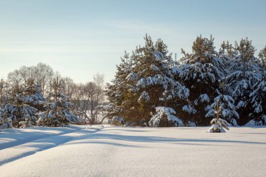 Karlı ağaçlarla kaplı kış manzarası