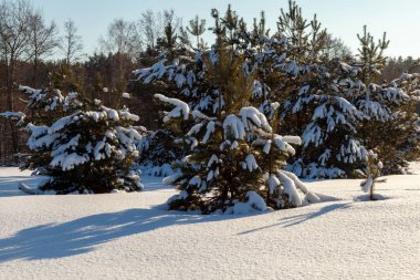 Karlı ağaçlarla kaplı kış manzarası
