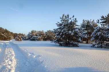 Karlı ağaçlarla kaplı kış manzarası