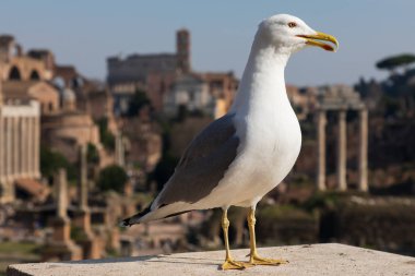 Gull roman Forumu önünde.