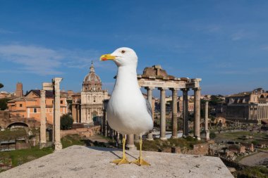 Gull roman Forumu önünde.
