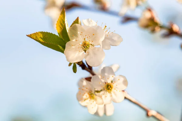 Schoonheid Van Lente Close Van Bloeiende Pruimenboom — Stockfoto