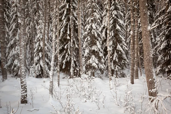 Karlı Ağaçlarla Kaplı Kış Manzarası — Stok fotoğraf