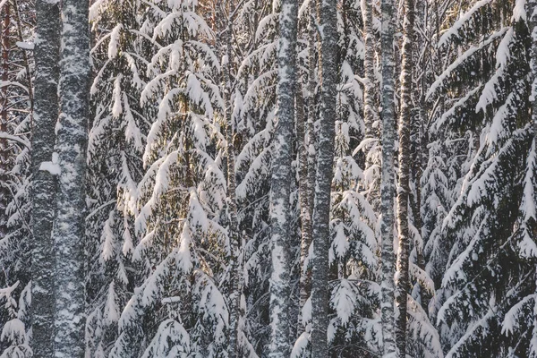 Paisaje Invernal Con Árboles Nevados — Foto de Stock