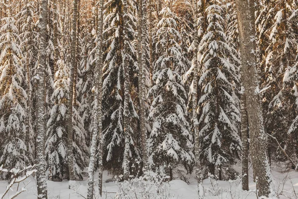 Karlı Ağaçlarla Kaplı Kış Manzarası — Stok fotoğraf