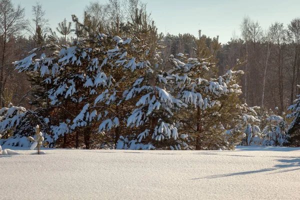 Karlı ağaçlarla kaplı kış manzarası