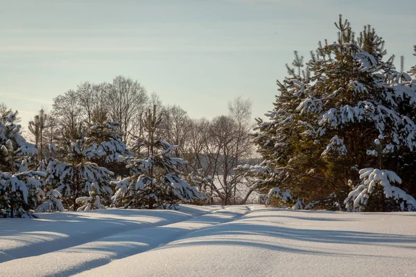 Paisagem Inverno Com Árvores Nevadas — Fotografia de Stock